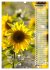 Leuchtende Sonnenblumen, sonnige... - Bild 15