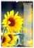 Leuchtende Sonnenblumen, sonnige... - Bild 5
