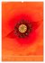 Mohnblumen - kraftvoll und zart... - Bild 2