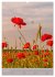 Mohnblumen - kraftvoll und zart... - Bild 11