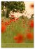 Mohnblumen - kraftvoll und zart... - Bild 12