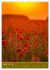 Mohnblumen - kraftvoll und zart... - Bild 14