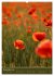 Mohnblumen - kraftvoll und zart... - Bild 3