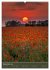 Mohnblumen - kraftvoll und zart... - Bild 4