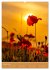 Mohnblumen - kraftvoll und zart... - Bild 6