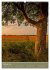 Mohnblumen - kraftvoll und zart... - Bild 7
