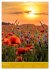Mohnblumen - kraftvoll und zart... - Bild 8