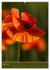 Mohnblumen - kraftvoll und zart... - Bild 9
