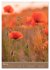 Mohnblumen - kraftvoll und zart... - Bild 10