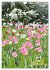 Ein buntes Tulpenjahr (Wandkalender... - Bild 11