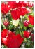 Ein buntes Tulpenjahr (Wandkalender... - Bild 12