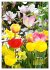 Ein buntes Tulpenjahr (Wandkalender... - Bild 13
