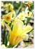 Ein buntes Tulpenjahr (Wandkalender... - Bild 14