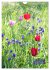 Ein buntes Tulpenjahr (Wandkalender... - Bild 15