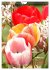 Ein buntes Tulpenjahr (Wandkalender... - Bild 3