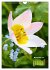 Ein buntes Tulpenjahr (Wandkalender... - Bild 4