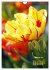 Ein buntes Tulpenjahr (Wandkalender... - Bild 8