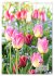 Ein buntes Tulpenjahr (Wandkalender... - Bild 9