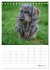 Dackelportraits (Tischkalender 2026 DIN... - Bild 11