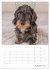 Dackelportraits (Tischkalender 2026 DIN... - Bild 14
