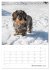 Dackelportraits (Tischkalender 2026 DIN... - Bild 4