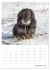 Dackelportraits (Tischkalender 2026 DIN... - Bild 7