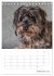 Dackelportraits (Tischkalender 2026 DIN... - Bild 8