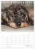 Dackelportraits (Tischkalender 2026 DIN... - Bild 9