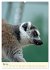 Putzige Kattas (Wandkalender 2026 DIN... - Bild 11