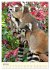 Putzige Kattas (Wandkalender 2026 DIN... - Bild 12