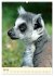 Putzige Kattas (Wandkalender 2026 DIN... - Bild 13