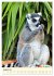 Putzige Kattas (Wandkalender 2026 DIN... - Bild 14