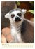 Putzige Kattas (Wandkalender 2026 DIN... - Bild 15