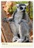 Putzige Kattas (Wandkalender 2026 DIN... - Bild 3