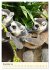 Putzige Kattas (Wandkalender 2026 DIN... - Bild 4