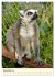 Putzige Kattas (Wandkalender 2026 DIN... - Bild 5