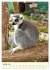Putzige Kattas (Wandkalender 2026 DIN... - Bild 7