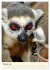 Putzige Kattas (Wandkalender 2026 DIN... - Bild 8