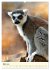 Putzige Kattas (Wandkalender 2026 DIN... - Bild 9