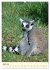 Putzige Kattas (Wandkalender 2026 DIN... - Bild 10