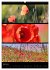 Bezaubernde Farben der Natur... - Bild 12