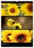 Bezaubernde Farben der Natur... - Bild 15