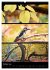Bezaubernde Farben der Natur... - Bild 3