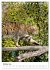 Kleine Tiger im Wald (Tischkalender... - Bild 3