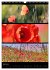 Bezaubernde Farben der Natur... - Bild 12