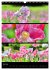 Bezaubernde Farben der Natur... - Bild 13