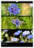Bezaubernde Farben der Natur... - Bild 14