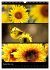 Bezaubernde Farben der Natur... - Bild 15