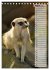Erdmännchen, putzige Kerlchen mit... - Bild 14