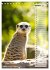 Erdmännchen, putzige Kerlchen mit... - Bild 3
